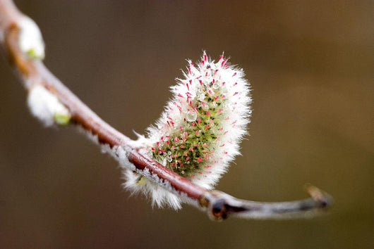 Macro View Of Willow Bud Bloomimg During Snow Melt Wall Mural