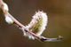 Macro View Of Willow Bud Bloomimg During Snow Melt Wall Mural