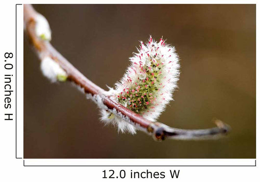 Macro View Of Willow Bud Bloomimg During Snow Melt Wall Mural
