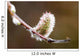 Macro View Of Willow Bud Bloomimg During Snow Melt Wall Mural