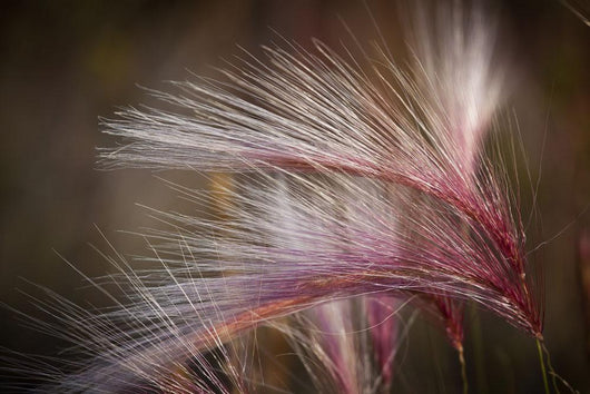 Macro Of Pink Grass In The Maclaren River Valley Wall Mural