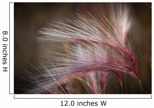 Macro Of Pink Grass In The Maclaren River Valley Wall Mural