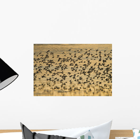 Shorebird Flock At Sunset During Homer Shorebird Festival Wall Mural