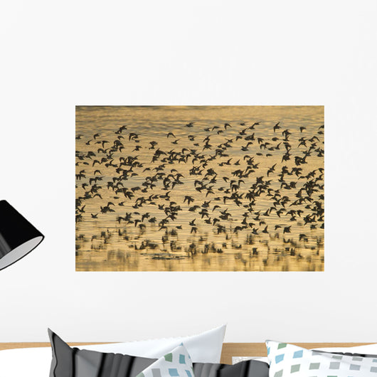 Shorebird Flock At Sunset During Homer Shorebird Festival Wall Mural