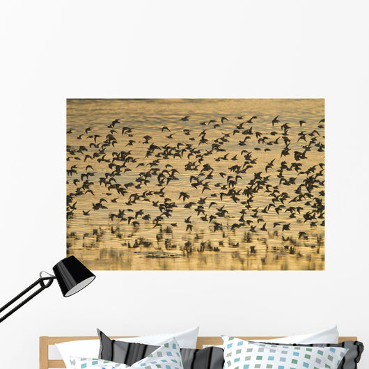 Shorebird Flock At Sunset During Homer Shorebird Festival Wall Mural