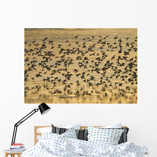 Shorebird Flock At Sunset During Homer Shorebird Festival Wall Mural