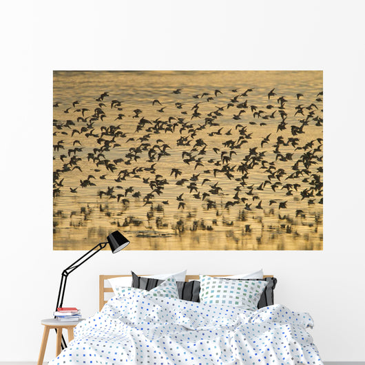Shorebird Flock At Sunset During Homer Shorebird Festival Wall Mural