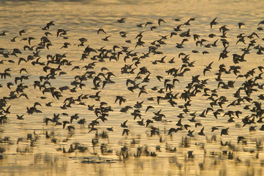Shorebird Flock At Sunset During Homer Shorebird Festival Wall Mural