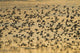 Shorebird Flock At Sunset During Homer Shorebird Festival Wall Mural
