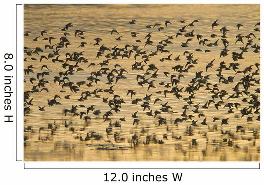 Shorebird Flock At Sunset During Homer Shorebird Festival Wall Mural
