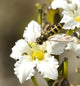 Close Up View Of A Yellow Jacket Sitting On A Deer Cabbage Flower Wall Mural