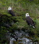 Portrait Of Two Bald Eagles Resting On A Cliff In Kukak Bay Wall Mural