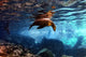 Galapagos Sea Lion Underwater Wall Decal