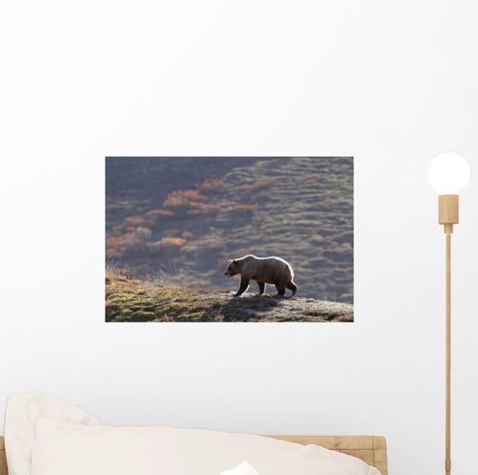 Grizzly Bear Walking On Ridge With Mountainside Wall Mural