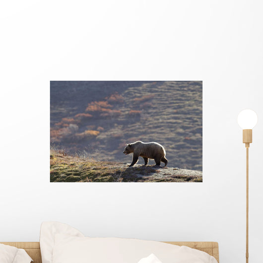 Grizzly Bear Walking On Ridge With Mountainside Wall Mural