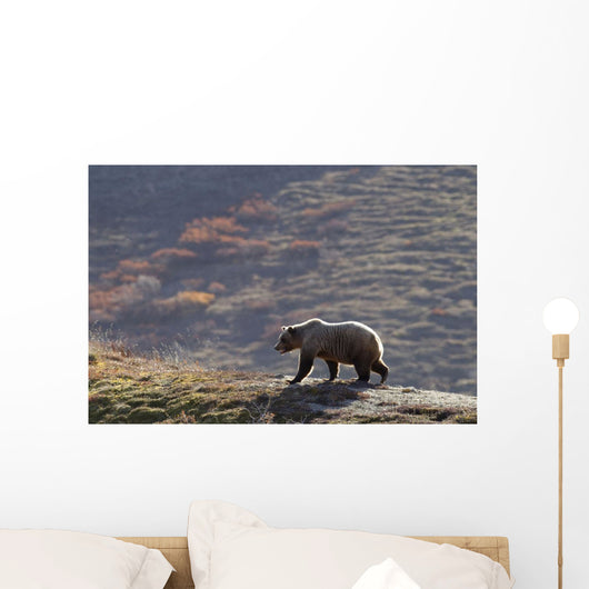 Grizzly Bear Walking On Ridge With Mountainside Wall Mural
