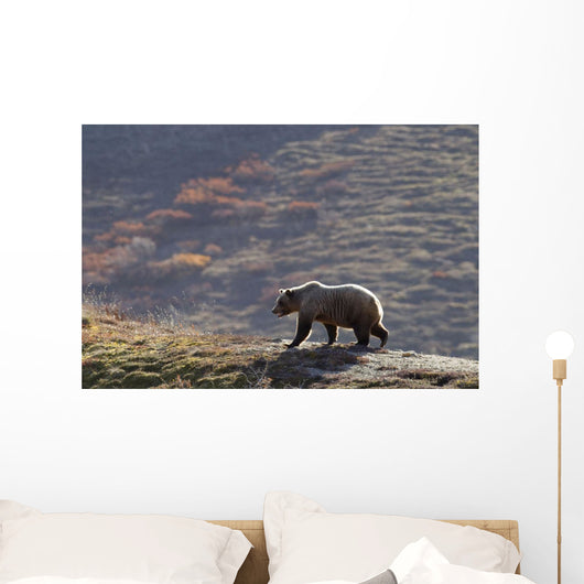 Grizzly Bear Walking On Ridge With Mountainside Wall Mural