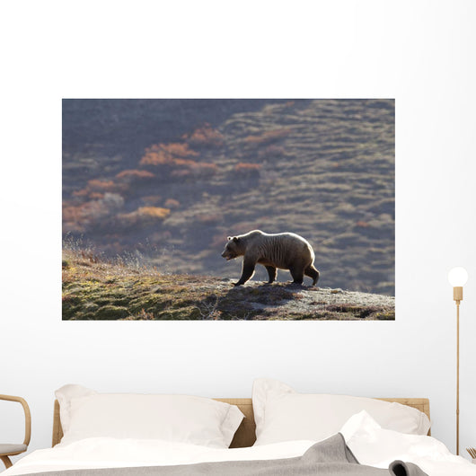 Grizzly Bear Walking On Ridge With Mountainside Wall Mural