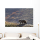Grizzly Bear Walking On Ridge With Mountainside Wall Mural