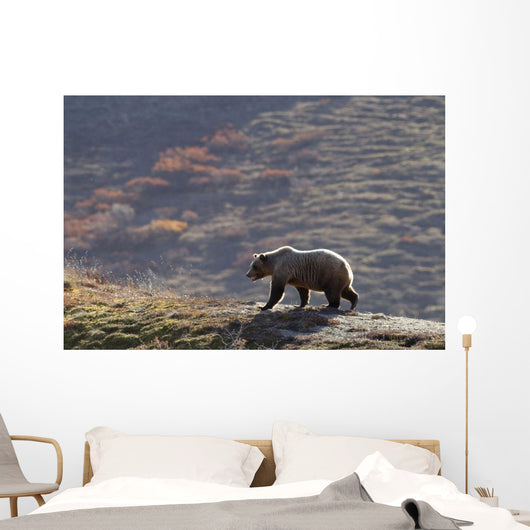 Grizzly Bear Walking On Ridge With Mountainside Wall Mural