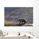 Grizzly Bear Walking On Ridge With Mountainside Wall Mural
