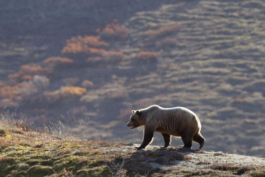 Grizzly Bear Walking On Ridge With Mountainside Wall Mural