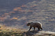 Grizzly Bear Walking On Ridge With Mountainside Wall Mural