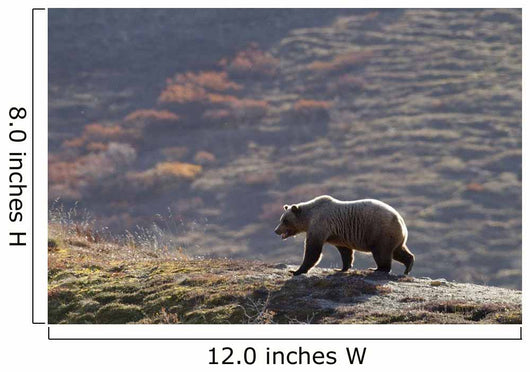 Grizzly Bear Walking On Ridge With Mountainside Wall Mural