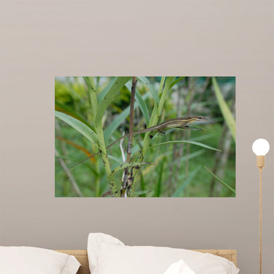 Anolis Auratus Sauria Polychrotidae Wall Mural shown on a wall