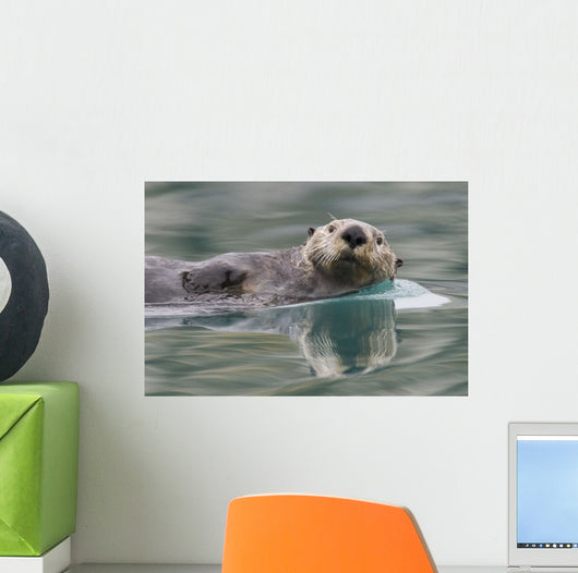 Sea Otter Swimming In Glassy Calm Green Water With Reflection Wall Mural