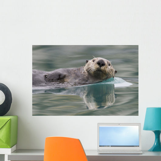 Sea Otter Swimming In Glassy Calm Green Water With Reflection Wall Mural
