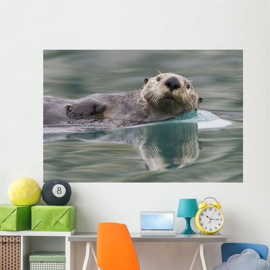 Sea Otter Swimming In Glassy Calm Green Water With Reflection Wall Mural