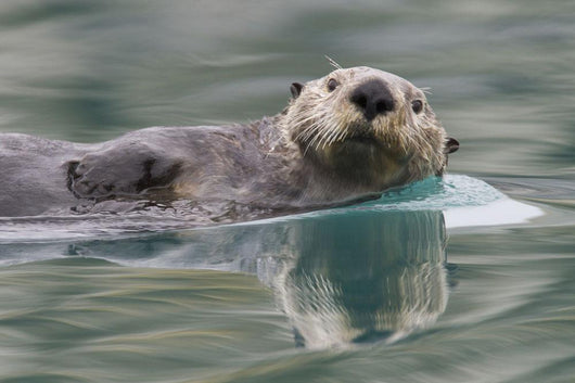 Sea Otter Swimming In Glassy Calm Green Water With Reflection Wall Mural