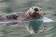 Sea Otter Swimming In Glassy Calm Green Water With Reflection Wall Mural