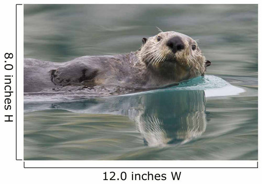 Sea Otter Swimming In Glassy Calm Green Water With Reflection Wall Mural