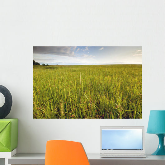 View Of Coastal Grasses Wall Mural