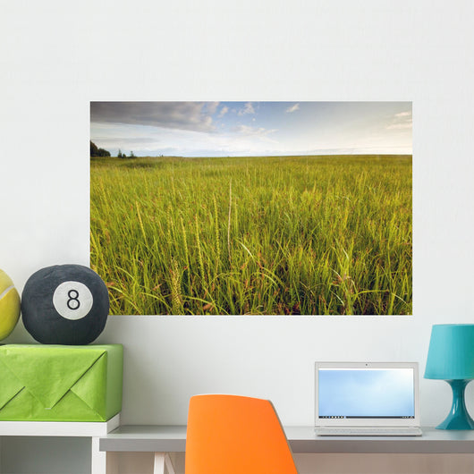 View Of Coastal Grasses Wall Mural