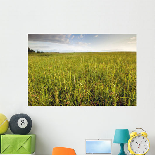 View Of Coastal Grasses Wall Mural