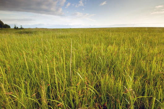 View Of Coastal Grasses Wall Mural