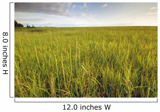 View Of Coastal Grasses Wall Mural