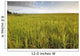 View Of Coastal Grasses Wall Mural