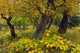 Cottonwood Trees And Devil's Club Turning Shades Of Yellow Wall Mural