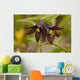 Close Up Of Chocolate Lily Blooms Wall Mural