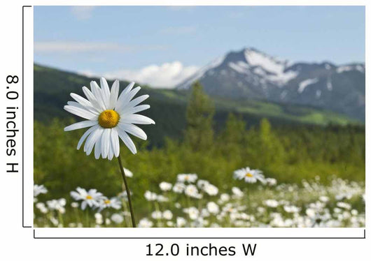 Up Chocolate Lily Blooms Wall Decal