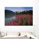 Fireweed Along Shore Of Kenai Lake Summer Kp Alaska Wall Mural