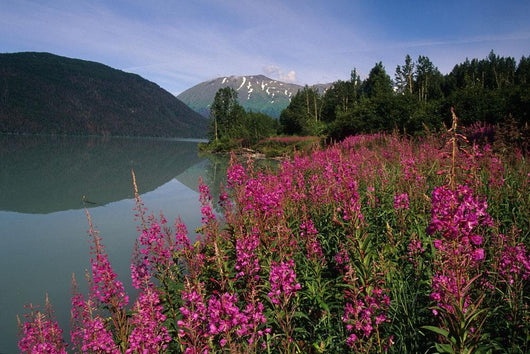 Fireweed Along Shore Of Kenai Lake Summer Kp Alaska Wall Mural