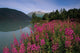 Fireweed Along Shore Of Kenai Lake Summer Kp Alaska Wall Mural