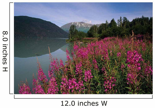 Fireweed Along Shore Of Kenai Lake Summer Kp Alaska Wall Mural