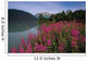 Fireweed Along Shore Of Kenai Lake Summer Kp Alaska Wall Mural
