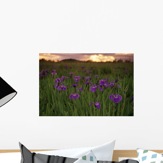 Wild Iris Blooms Wall Mural